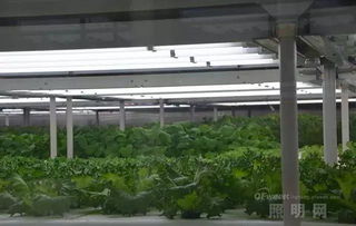 中國發(fā)展植物照明的四個關鍵點